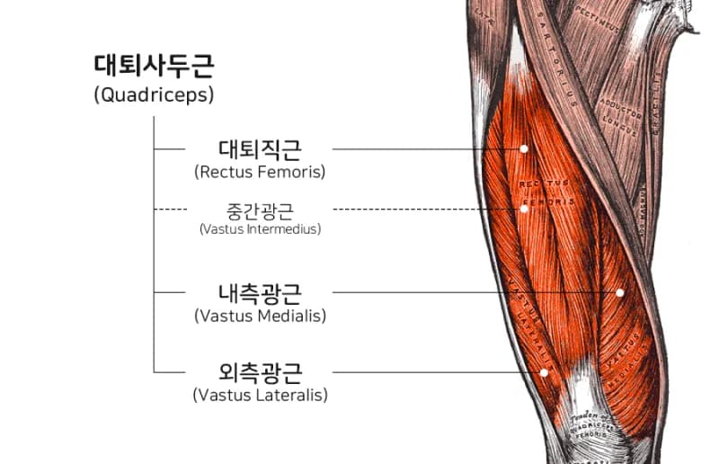 대퇴사두근을 구성하는 네 가지 근육을 보여주는 이미지