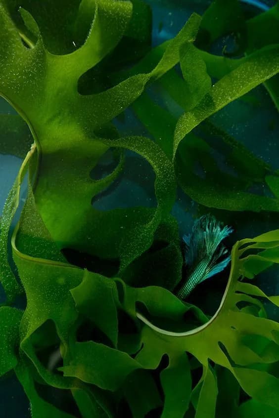 곤약과 해조류를 활용한 다이어트 식단 예시 이미지