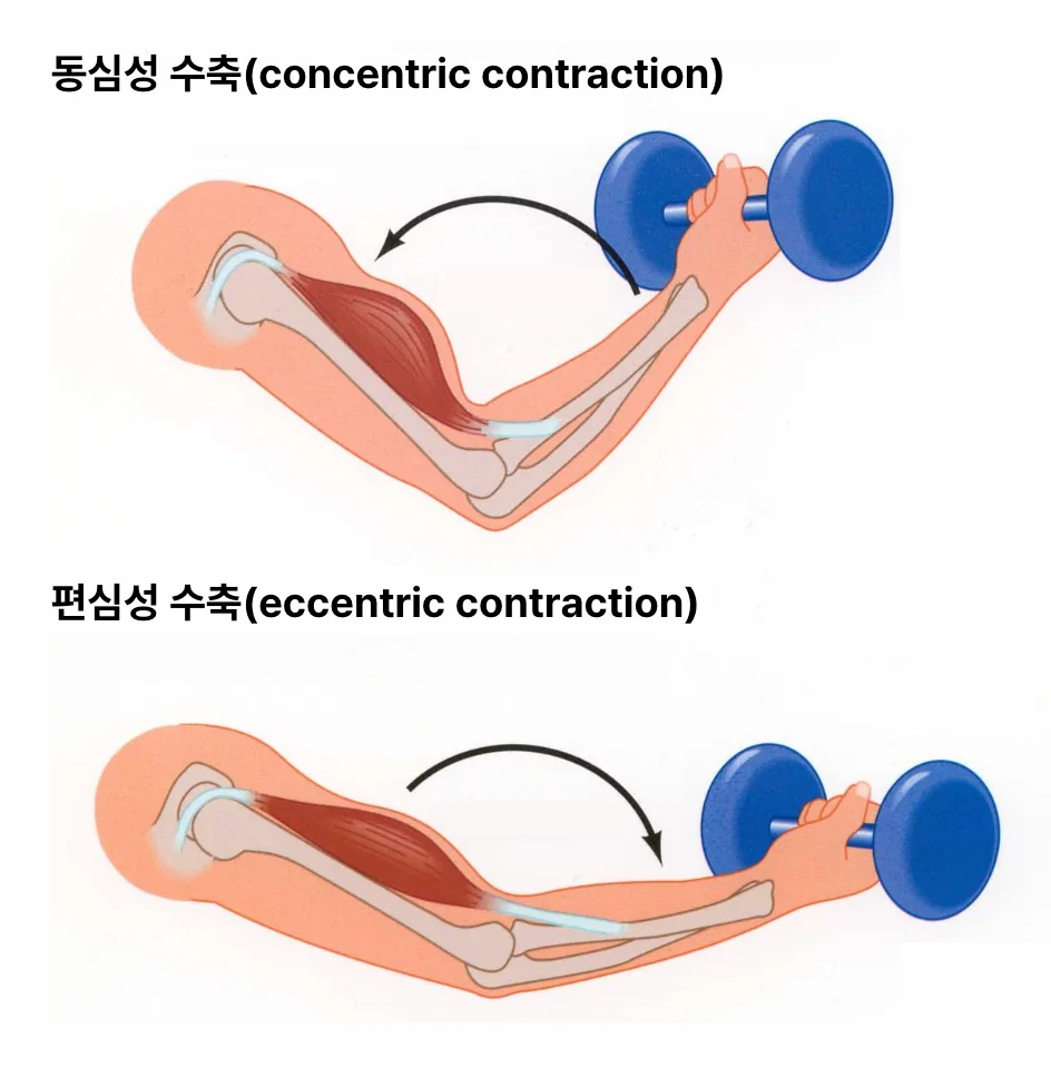 동심성 수축과 편심성 수축을 비교해 이해할 수 있는 이미지
