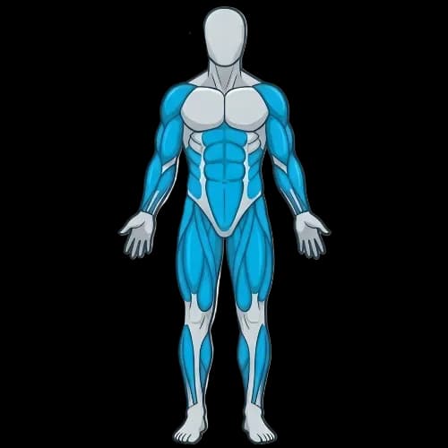 전신 근육 부위