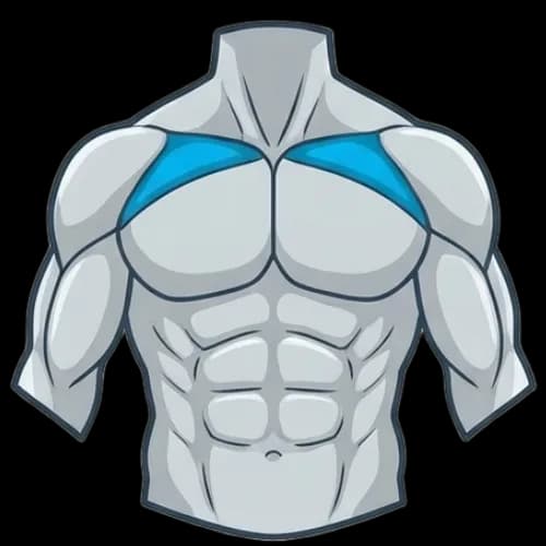 가슴 상부 근육 부위