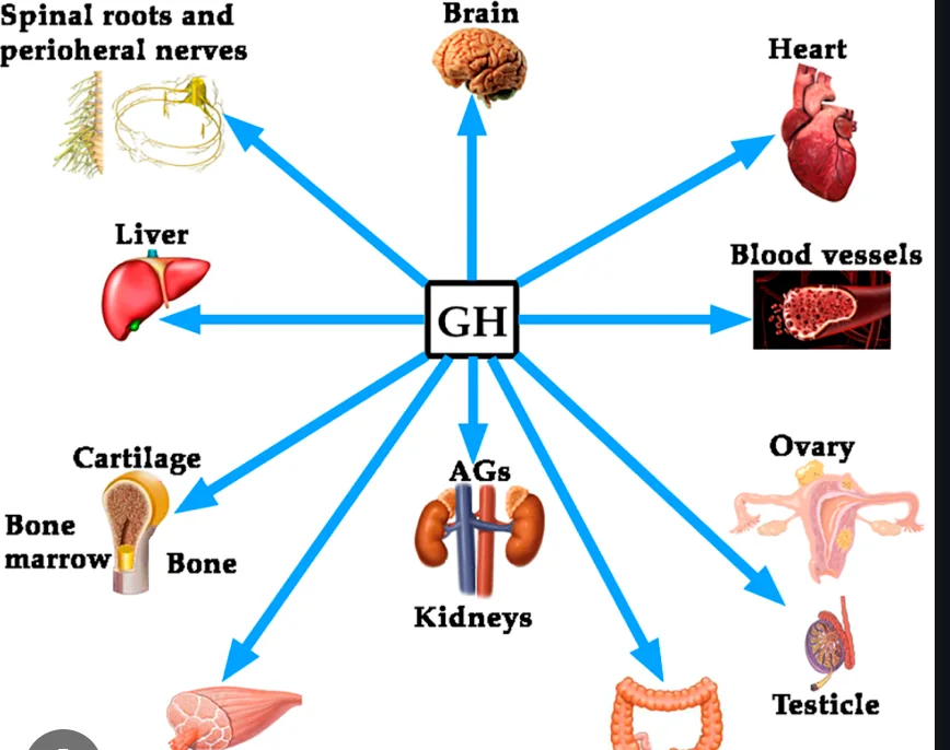 성장호르몬의 중요성을 설명하는 이미지